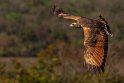 040 Noord Pantanal, savannebuizerd